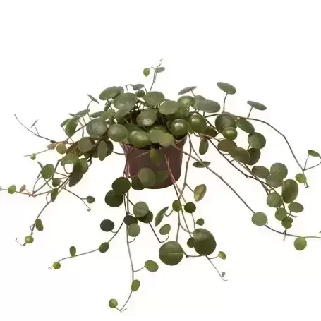 Peperomia 'Pepperspot' (Green Coins) – Underleaf