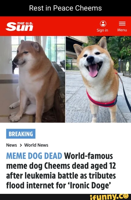 Shiba Inu made famous by viral ‘doge’ meme dies after cancer battle | The Independent