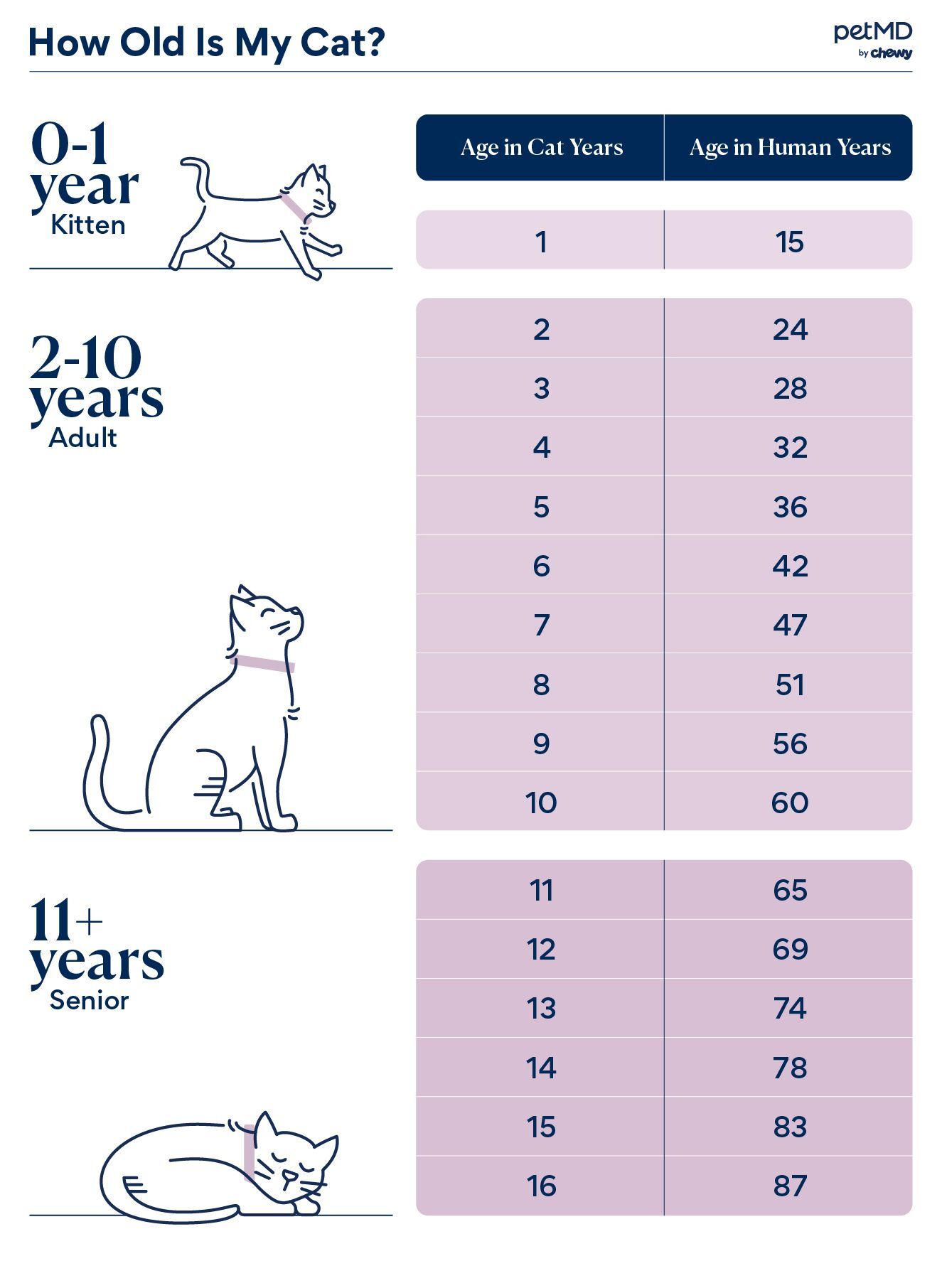 Cat Years to Human Years: How old is your cat really? - Tractive