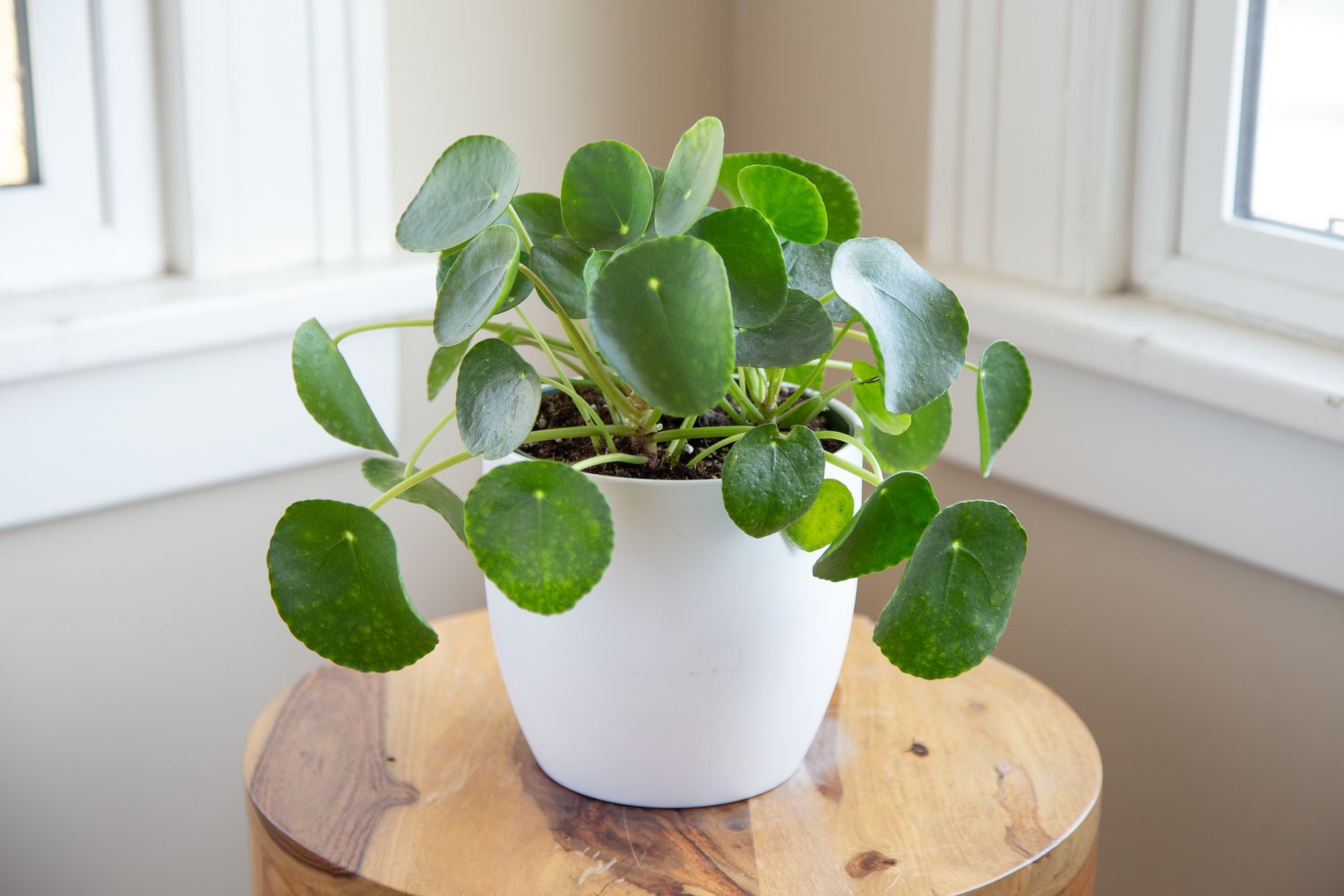 How to Care for Your Chinese Money Plant | Lively Root