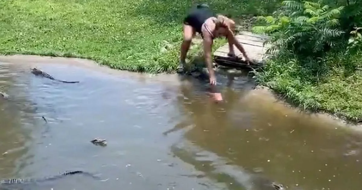 Florida bobcat and baby alligator battle to the death in back yard | Daily Mail Online