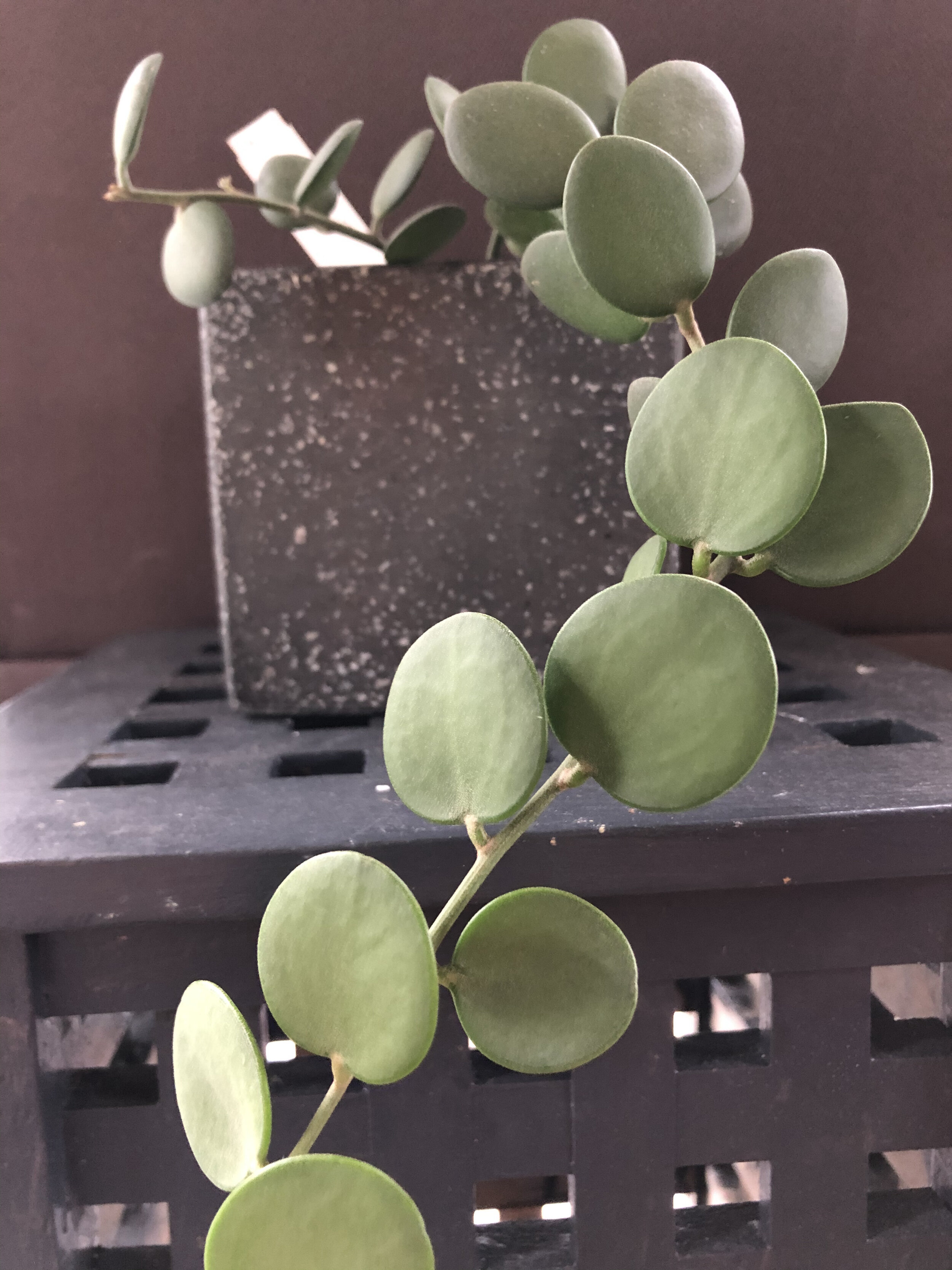 Silver Dollar Vine - Xerosicyos Danguyi - Oxley Nursery Brisbane