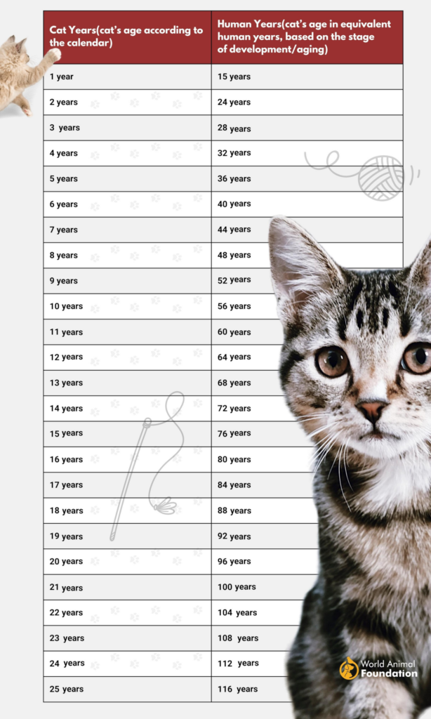 How to Tell Your Cat's Age in Human Years (With Chart) - Catster