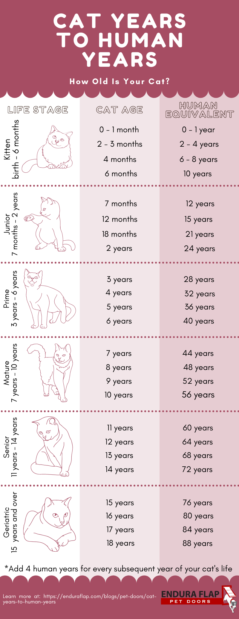 Cat Years Calculator: How Old is my Cat in Human Years? | Purina