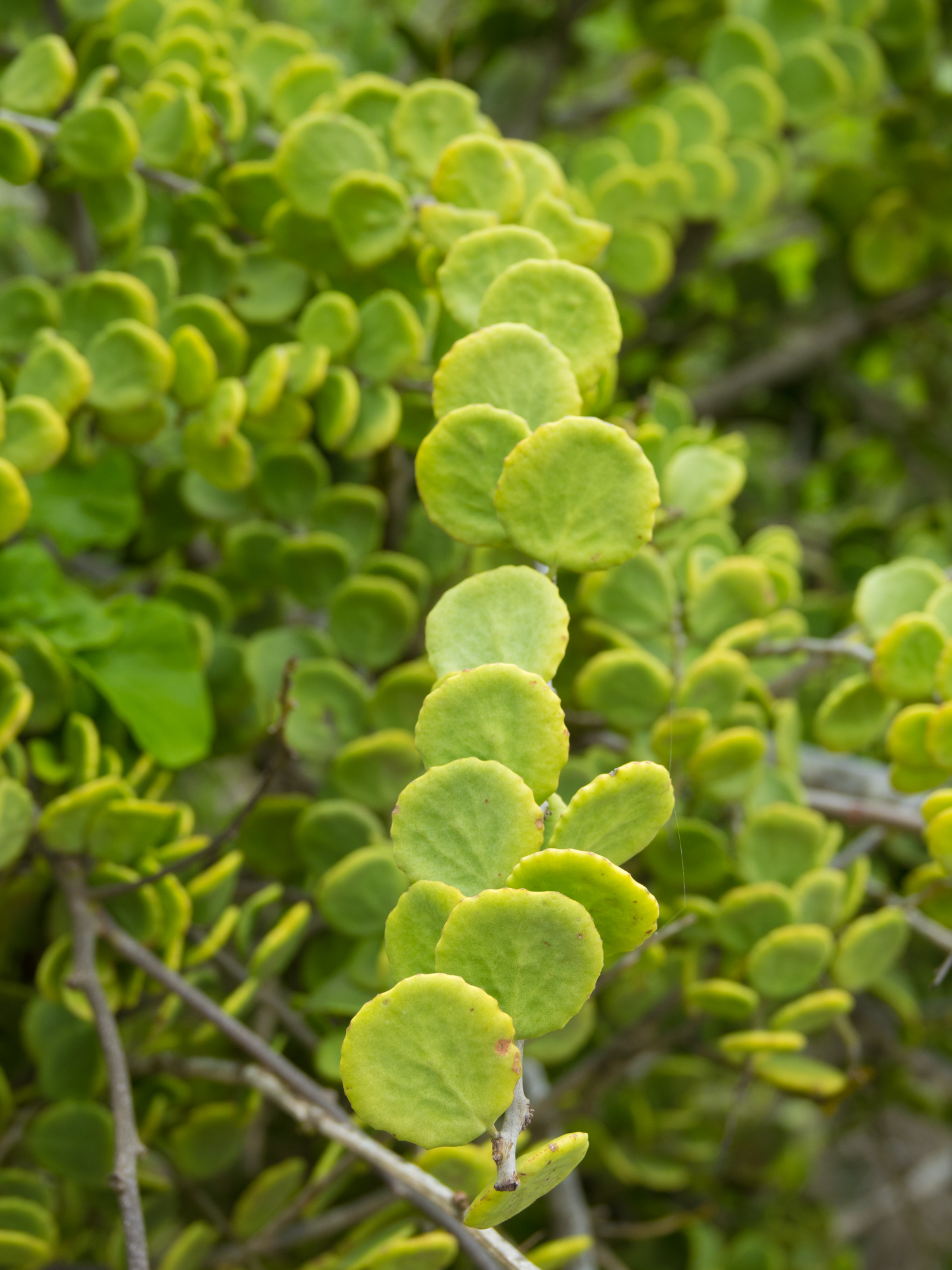 Peperomia 'Pepperspot' - String of Coins | MCG™