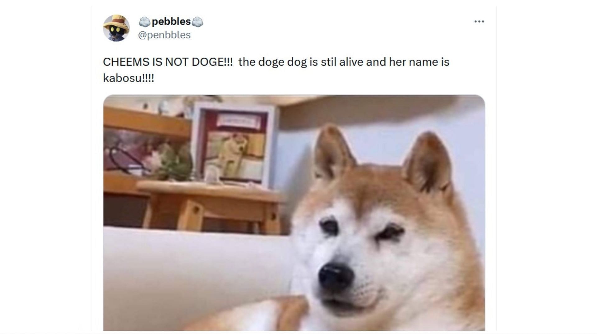 Doge Is Not Dead: Internet-Famous Dog Alive and Well After April Fools' Hoax