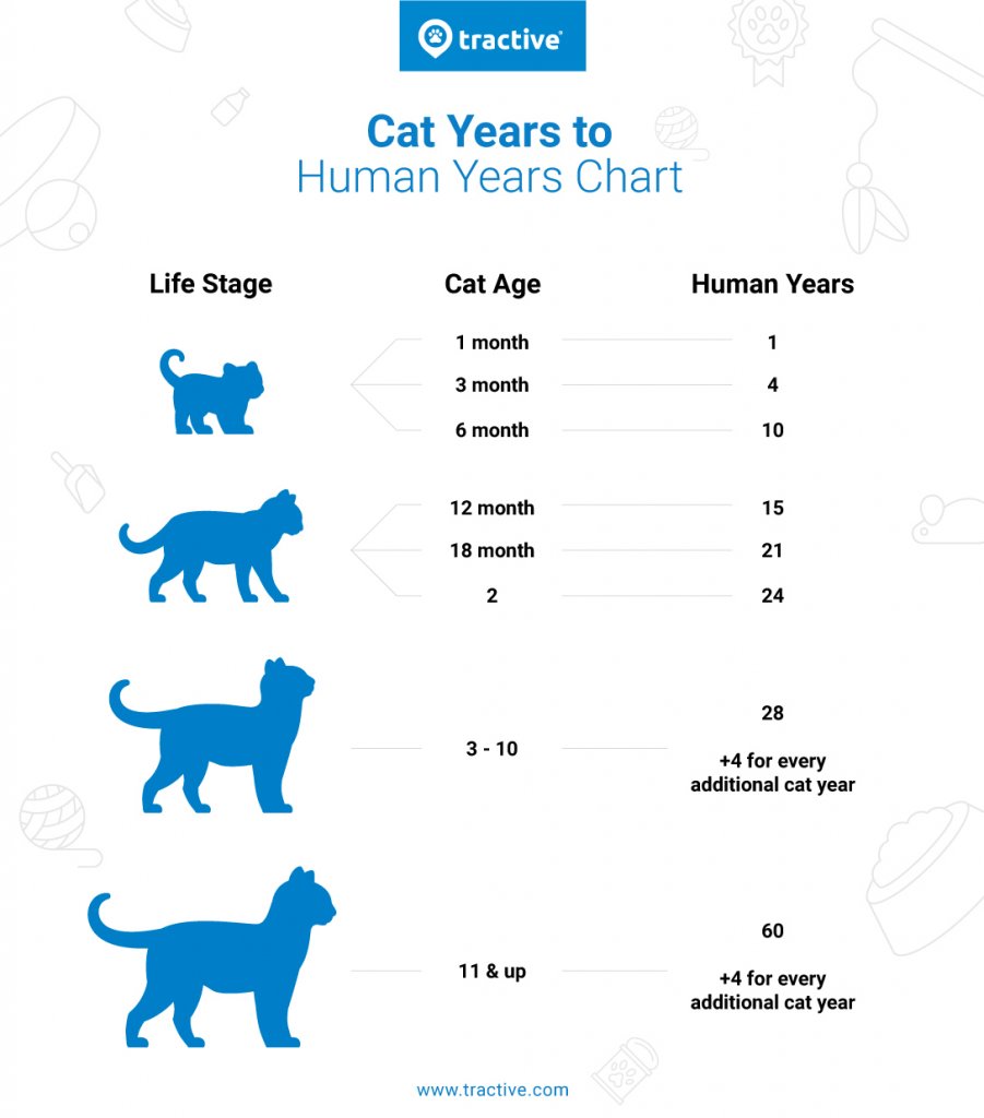 The Real Way to Calculate Your Cat's Age in Human Years