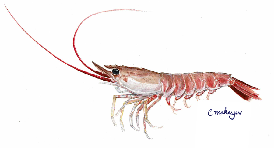 U/12 Gulf White Shrimp - Super Jumbo (Heads-On) IQF