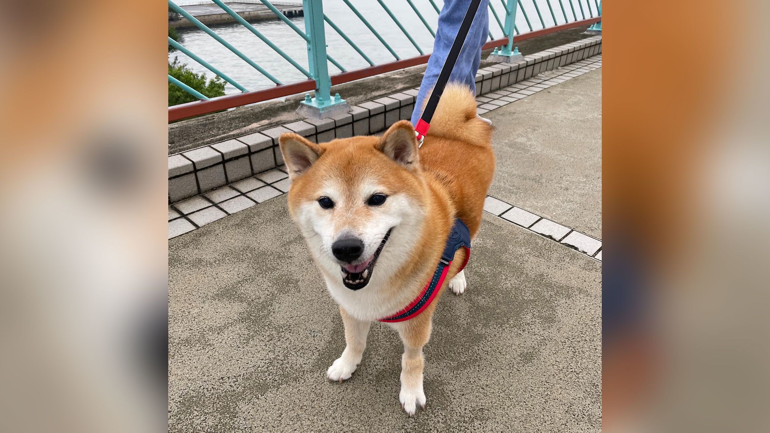 Cheems, the Shiba Inu dog who inspired several viral memes, dies at 12