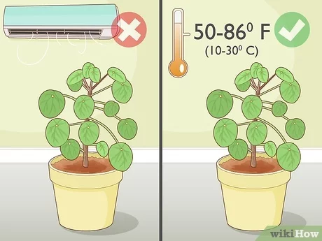 3 Ways to Take Care of a Chinese Money Plant - wikiHow