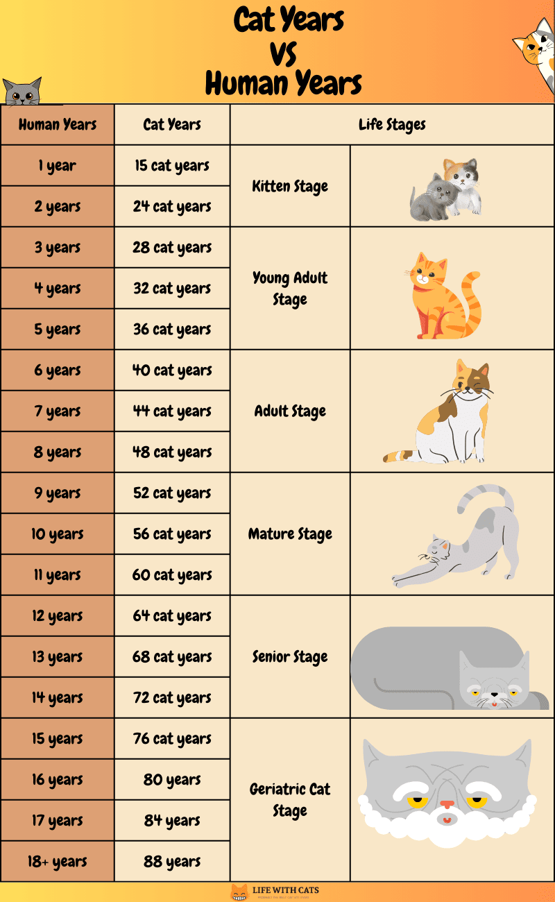 The Cat Age Chart. A Guide To Your Cat's Age in Human Years