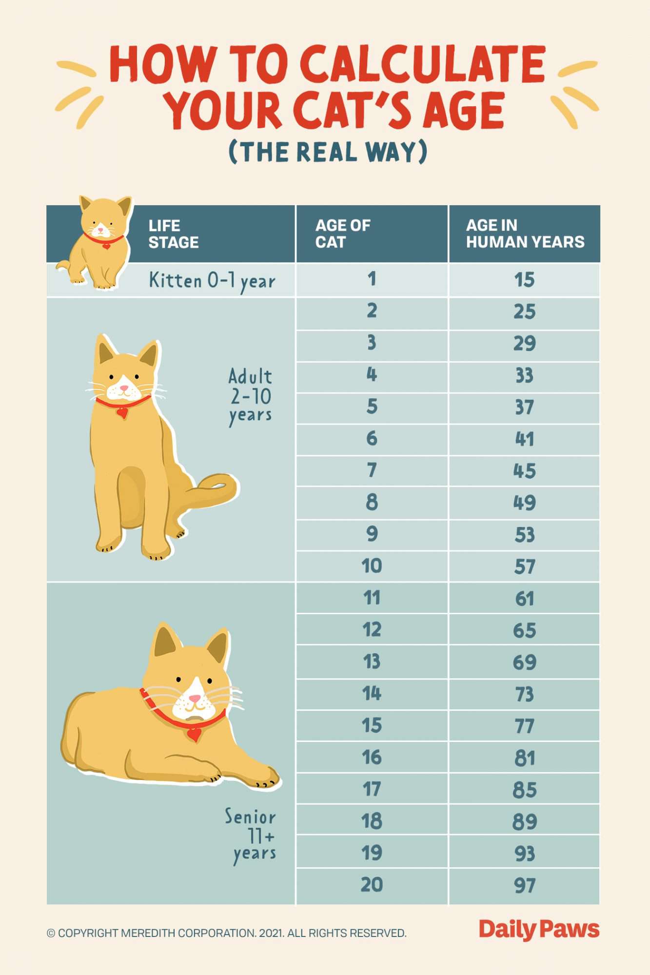 Cat Years To Human Years: How To Calculate Your Cat’s Age - DodoWell - The Dodo