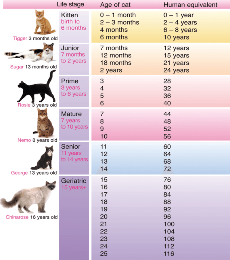 How old is my cat? We're breaking down cat age in human years.