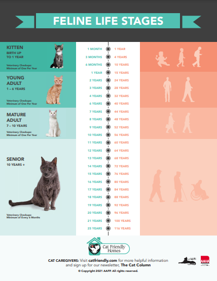 How to tell your cat’s age in human years | International Cat Care