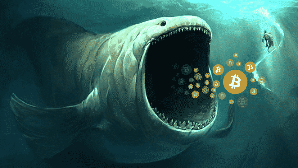 What are the top crypto whales buying? How to track and find them