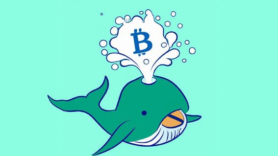 Crypto Whale Meaning | Ledger