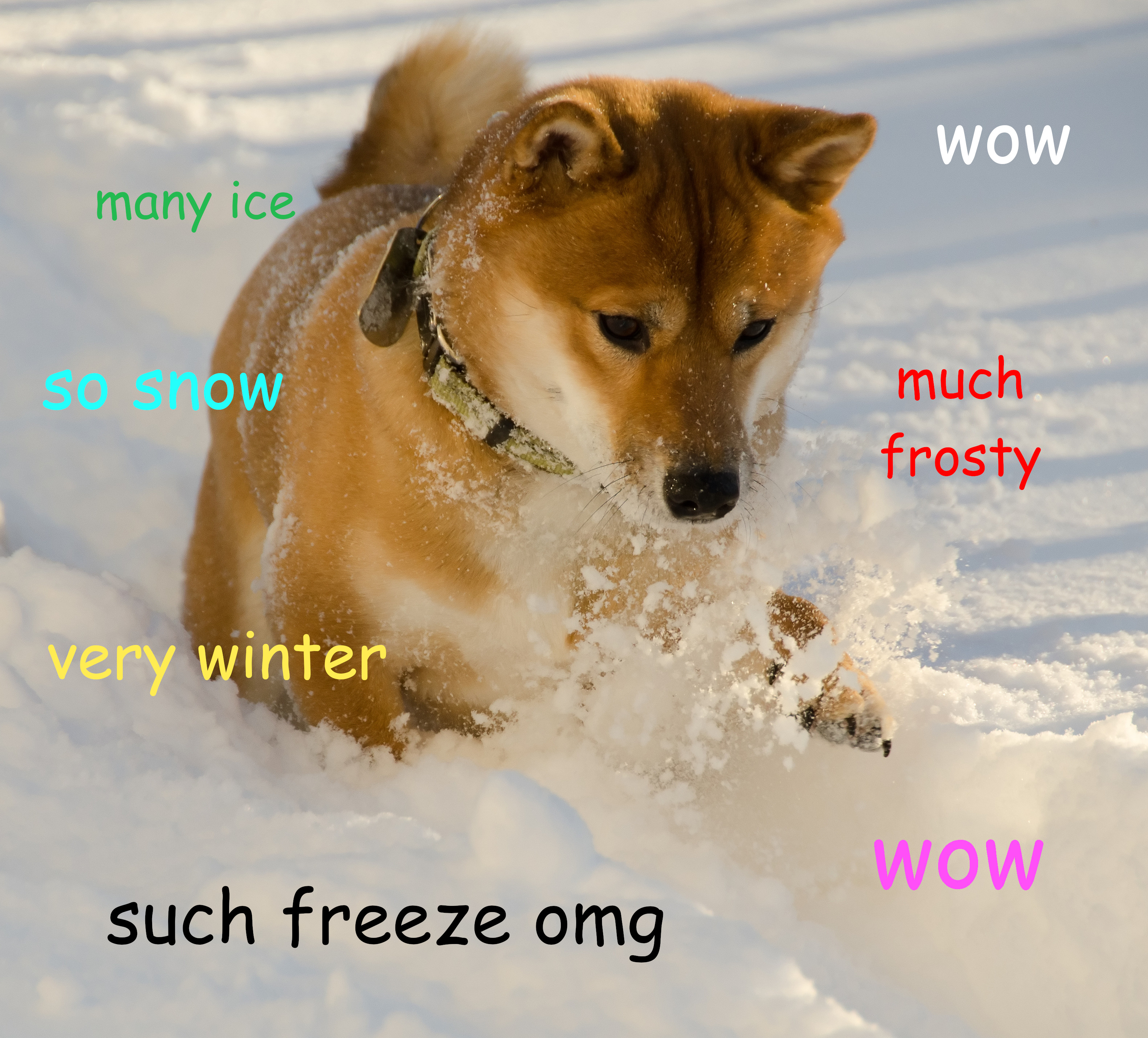 Shiba Inu of the viral 'Cheems' doge meme dies after cancer battle | World – Gulf News