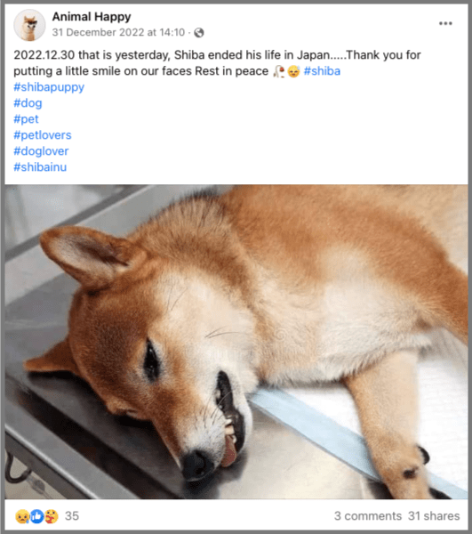 Kabosu, Dog Who Inspired Global “Doge” Meme, Is on Its Deathbed