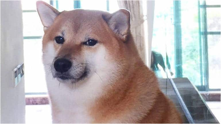 Shiba Inu Who Became Viral 'Cheems' Doge Meme Died After Cancer Battle