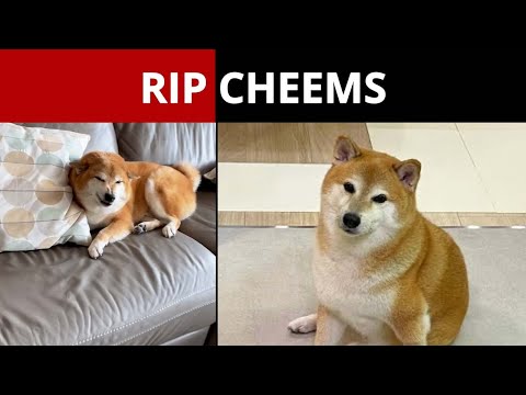 Cheems, the Shiba Inu meme dog, has died | Hacker News