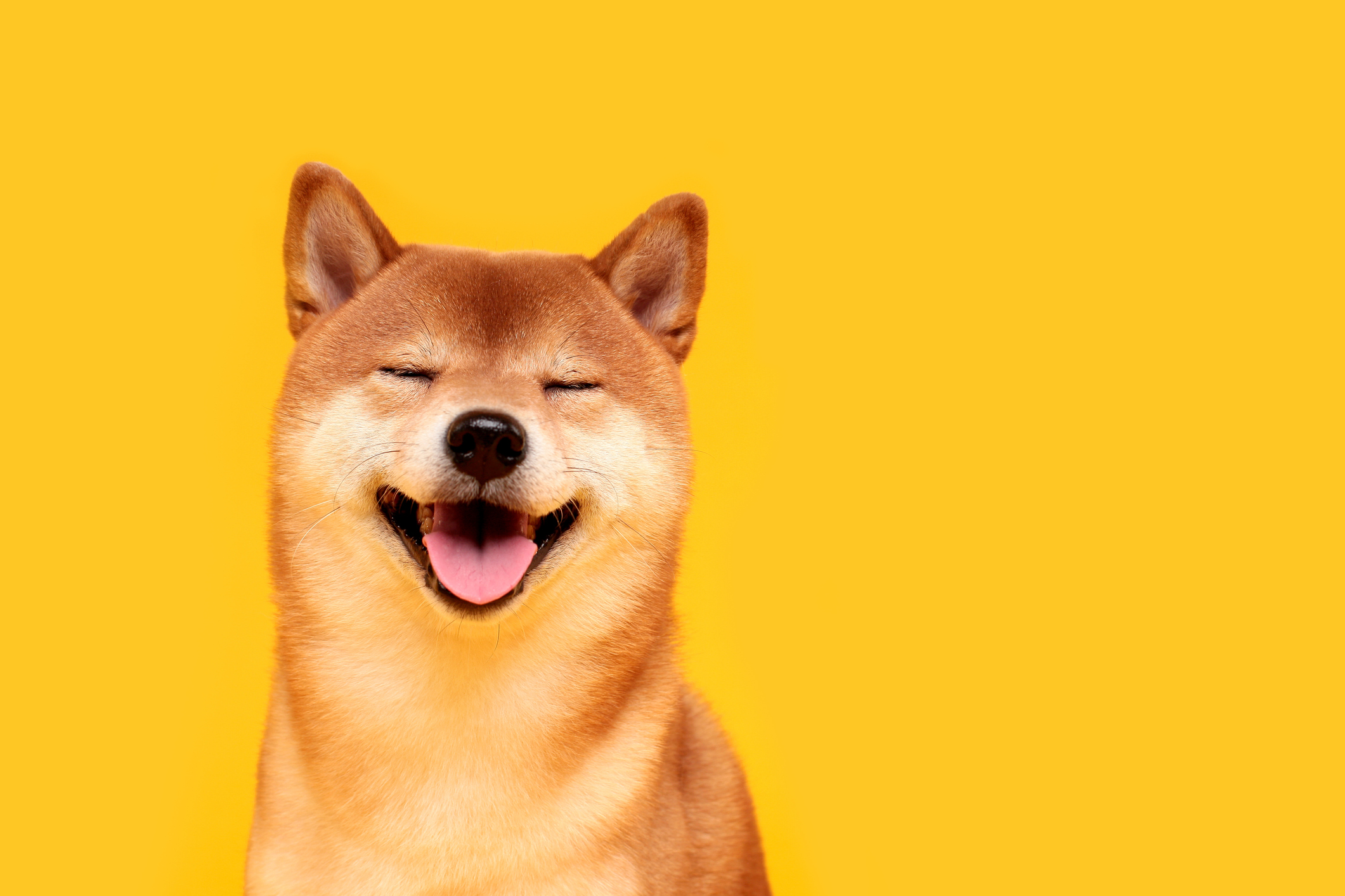 All top 10 cryptos fall except Dogecoin