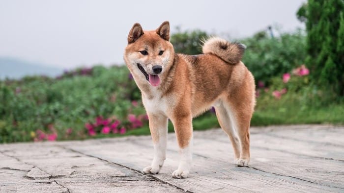 What Is Shiba Inu And How Does It Work? | Bankrate