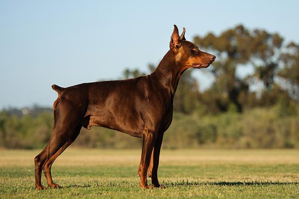 European Doberman Price In India ❤️() | Care, Food