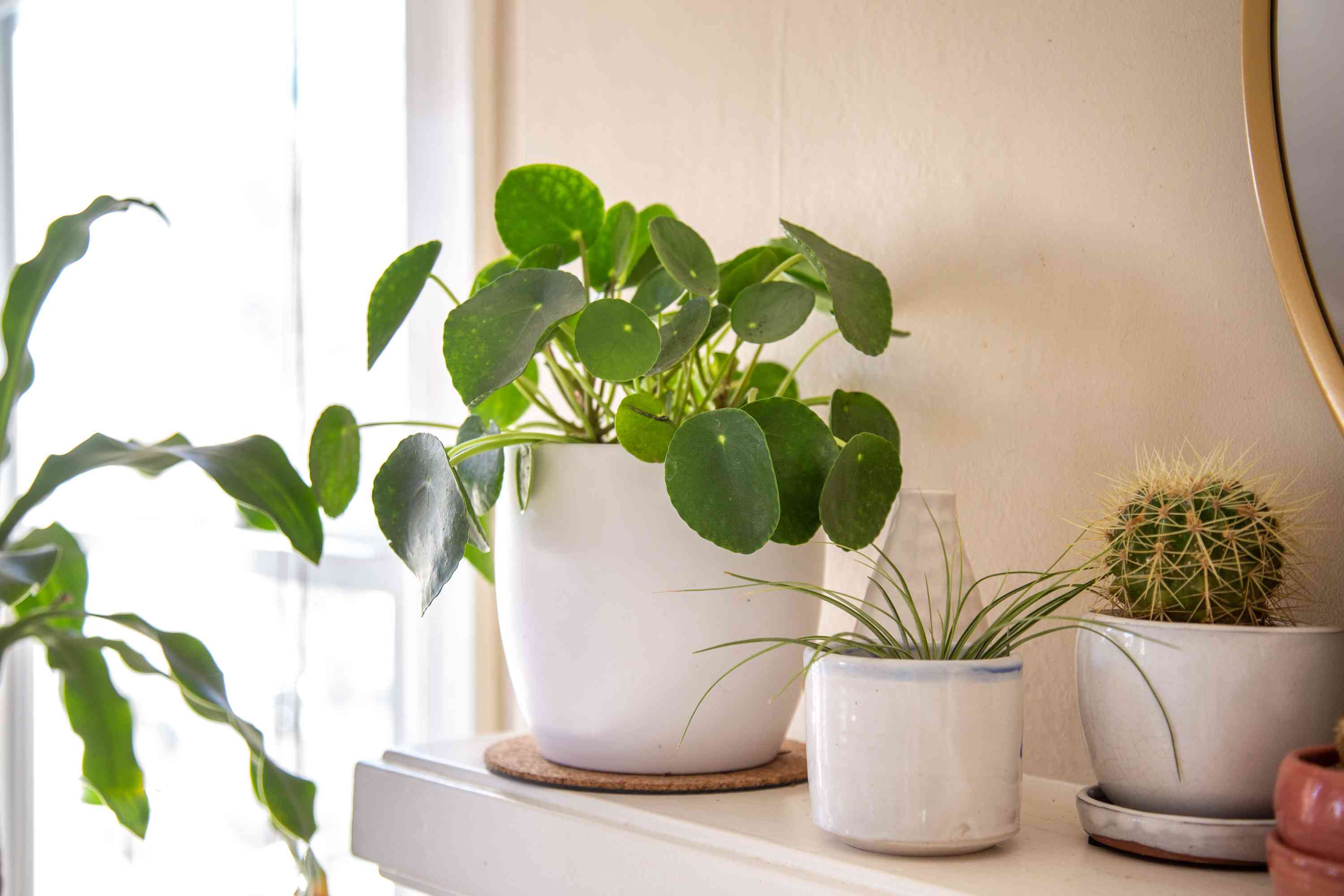 Pilea Peperomioides Care: Expert Tips for Thriving Plants | bymobile.ru