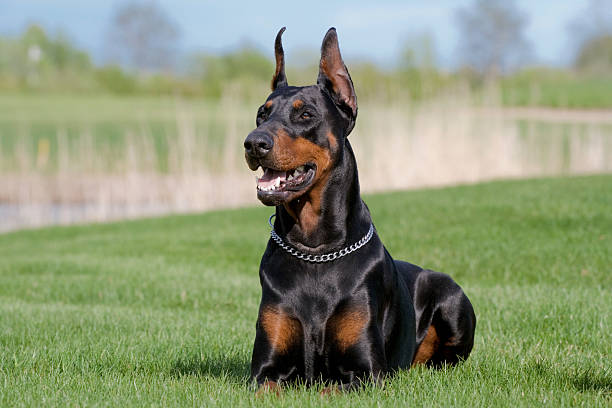 Doberman Price In India (July ) - Best For Pets