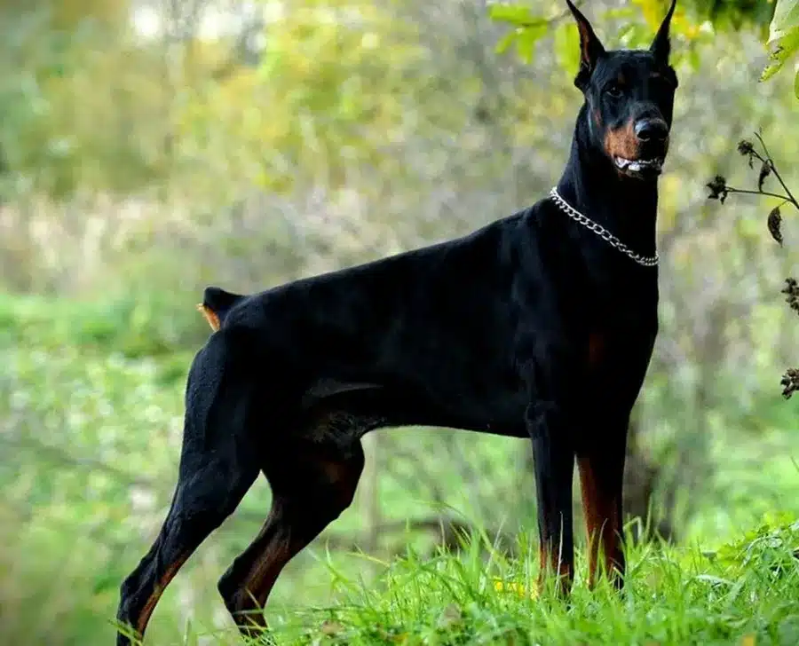 Doberman Price in India (August )-Latest Price