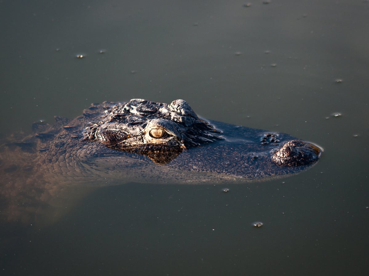 Alligator kills year-old woman in Florida retirement community