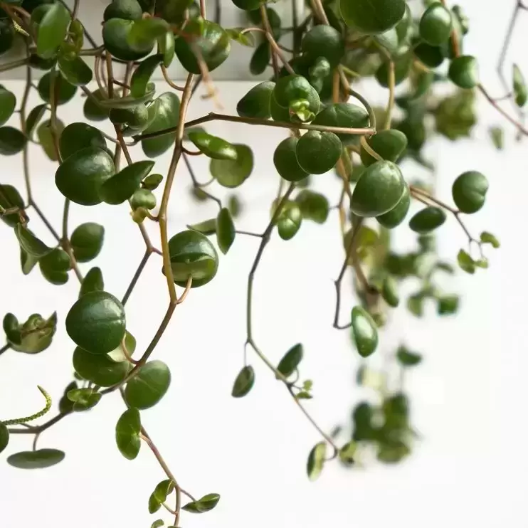 Peperomia pepperspot Plant Care & Growing Basics: Water, Light, Soil, Propagation etc. | PlantIn