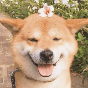 Theme: Shiba Inu - Share & showcase - Obsidian Forum